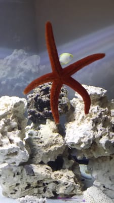 My orange sea star I got from here. Such an amazing addition to my aquarium