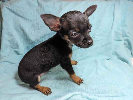 This is a small 3 1/2 pound male Australian Dwarf Terrier full grown and we adopted him for only $500 that is the highest price we charge