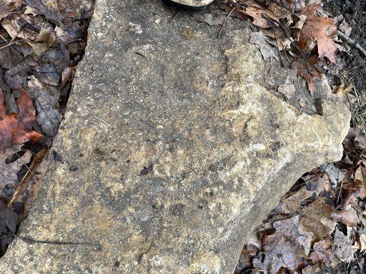 Fossils in a rock on the trail