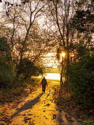 Dog walking on the trail.