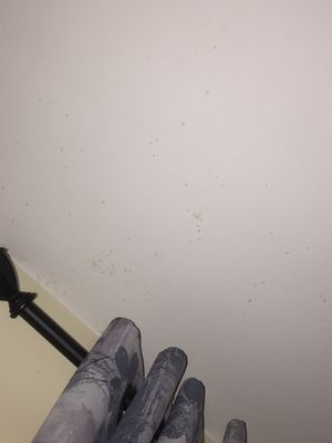 No matter how much I cleaned mold would appear on ceilings,closet and on my belongings these apts have mold issues