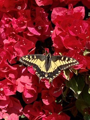 Western Tiger Swallowtail Butterfly