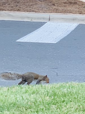 an injured squirrel, around for Tuesday morning