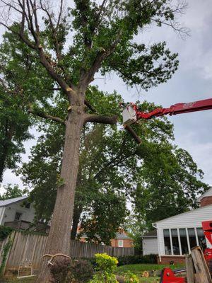 With our spider lift, no tree is our of reach!