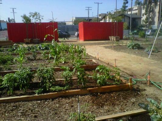 New City School Farm