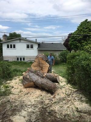 The trunk was eventually ground down to rumble but as you can see it was large and took some time to dissect.