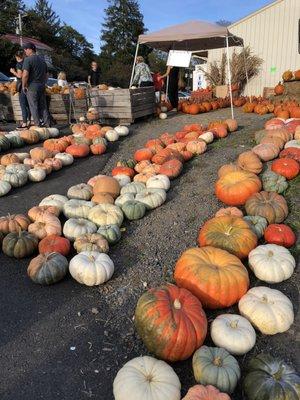 Pumpkins!