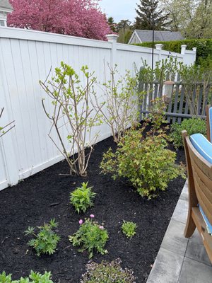 Limelight hydrangea's.