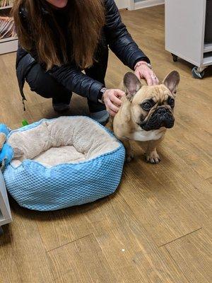 Meet LuLu our visiting "pet" therapist!