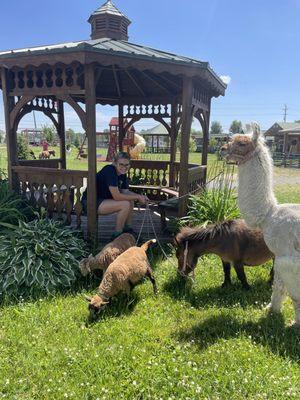 Large barnyard animals