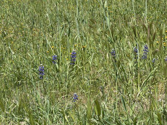 Cayetano Natural Burial Ground