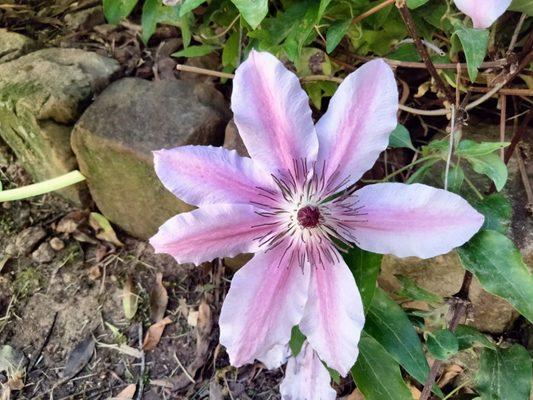 Large flower Clamatis