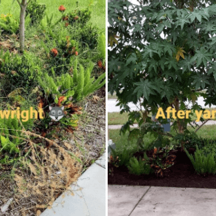 Before and After landscaping