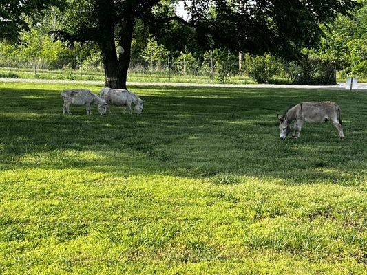 Miniature donkeys outfront