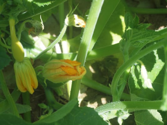 Zucchini blossoms