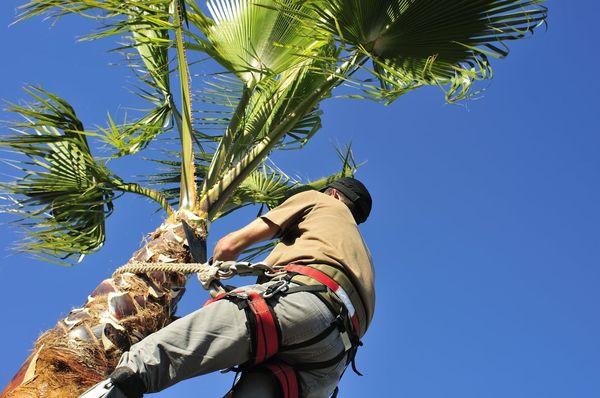 Down To The Root Tree Service