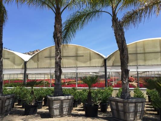 Look at that greenhouse full of Bougainvillea plants!!! Become a Lifetime RVN member and take advantage of wholesale pricing!!!