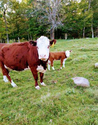 Cows visiting farm from late May to early November...wake to mooooos not the news