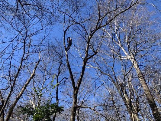 Removal of large tree!