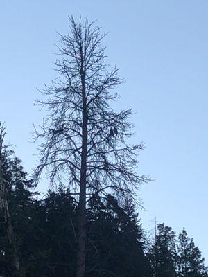 Bald eagle pair