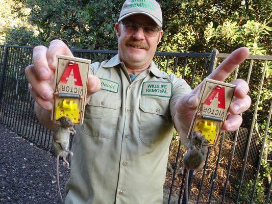 Olympia Animal Exterminator