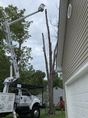 Professional Tree Surgeon