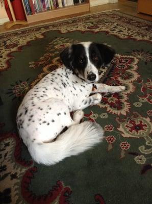 Abbey looks so beautiful after her salon visit! Her fur feels soft and smells nice, too. :)