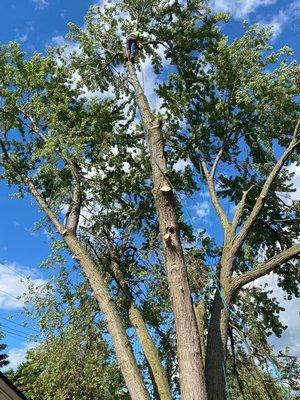 Tree trimming and removal