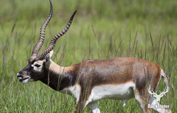 Blackbuck Bucks for Sale