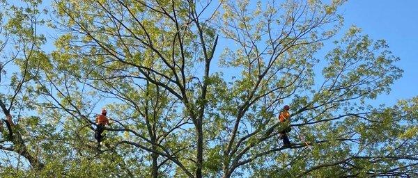 Tree pruning and removals, Certified Oak Wilt management. Insect and disease management. Vascular injections. Root crown exposure.