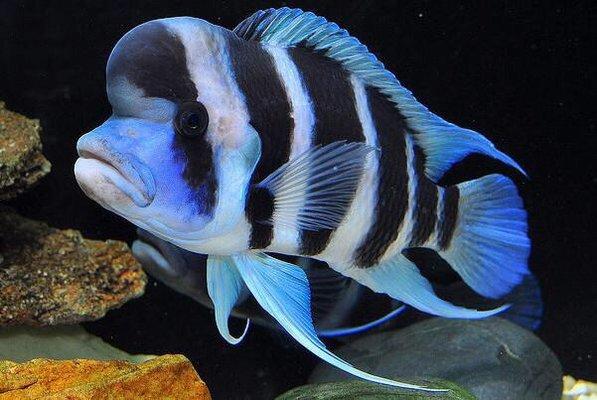 Cichlid Lovers Tropical Fish