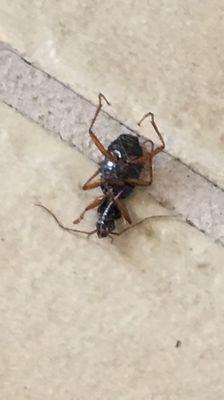 Dead bug in hall