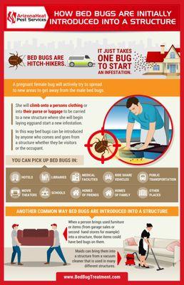 How do you get bed bugs infographic