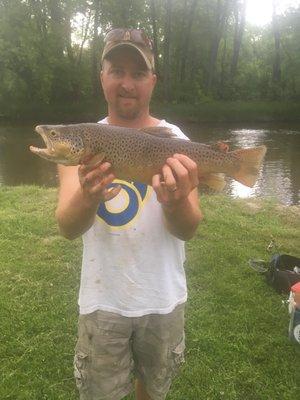 Big brown trout caught 2018