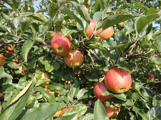 Miller's Orchards Farm Market