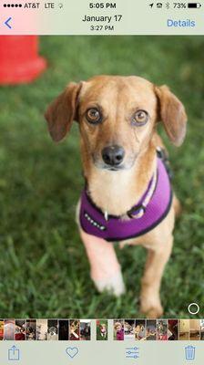 Sweet Buddy! Doxie/Beagle mix - adopted thru DRLA!