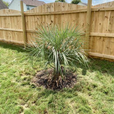 Palm Tree Planting