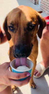 We now have pup cups for a dollar for your four-legged friends that wanna come to the ice cream shop with you now .