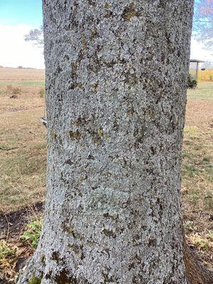 Tree bark heavily covered in lichens