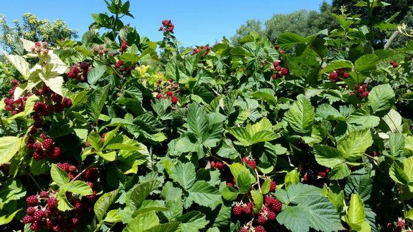 Blackberries