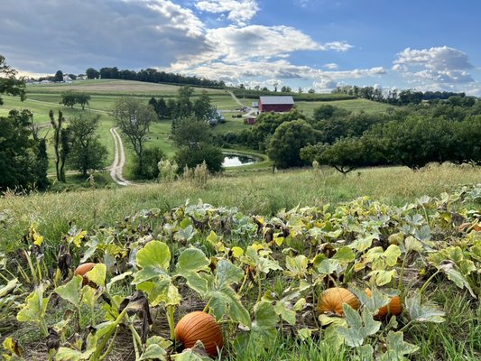 Pumpkin season!