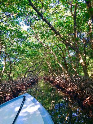 On a Mangrove Tour I will take you to!