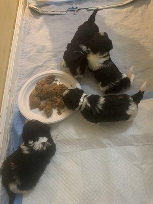 Havanese puppies trying real food