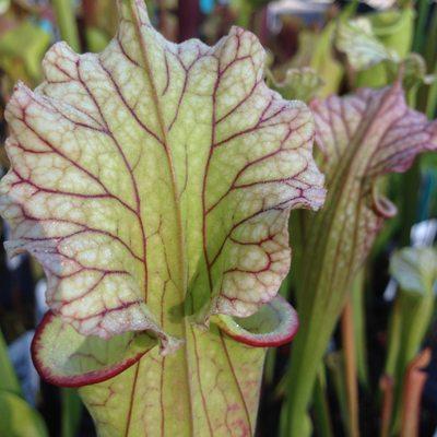 carnivorous plants