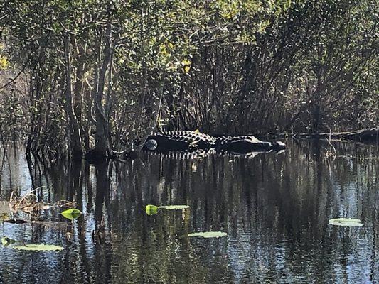 Big alligator