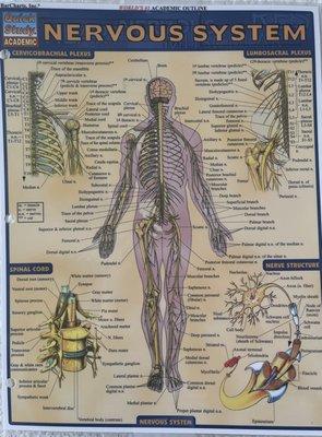 My work begins at the root, (to me) the Central Nervous System. Energy Healing, CranialSacral and Polarity Therapy all benefit the CNS.