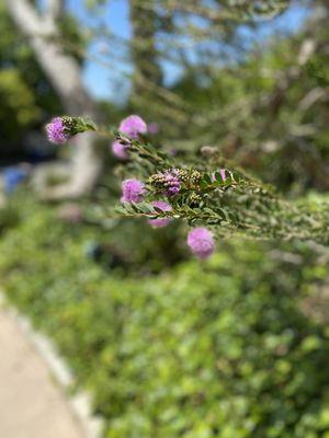 Martinez Brothers Garden Service