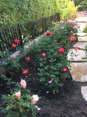 Arizona stone pathway and roses in bloom.