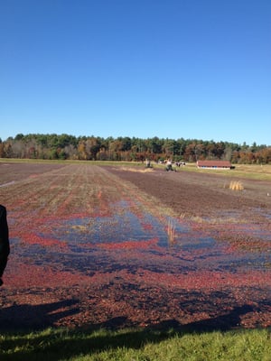 Ocean Spray Cranberries