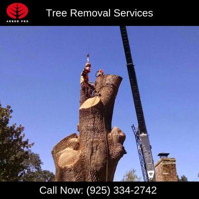 Tree Removal Services